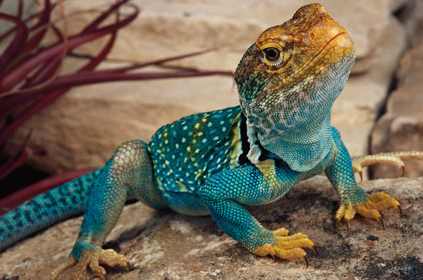 Common Collared Lizard The Parody Wiki FANDOM powered