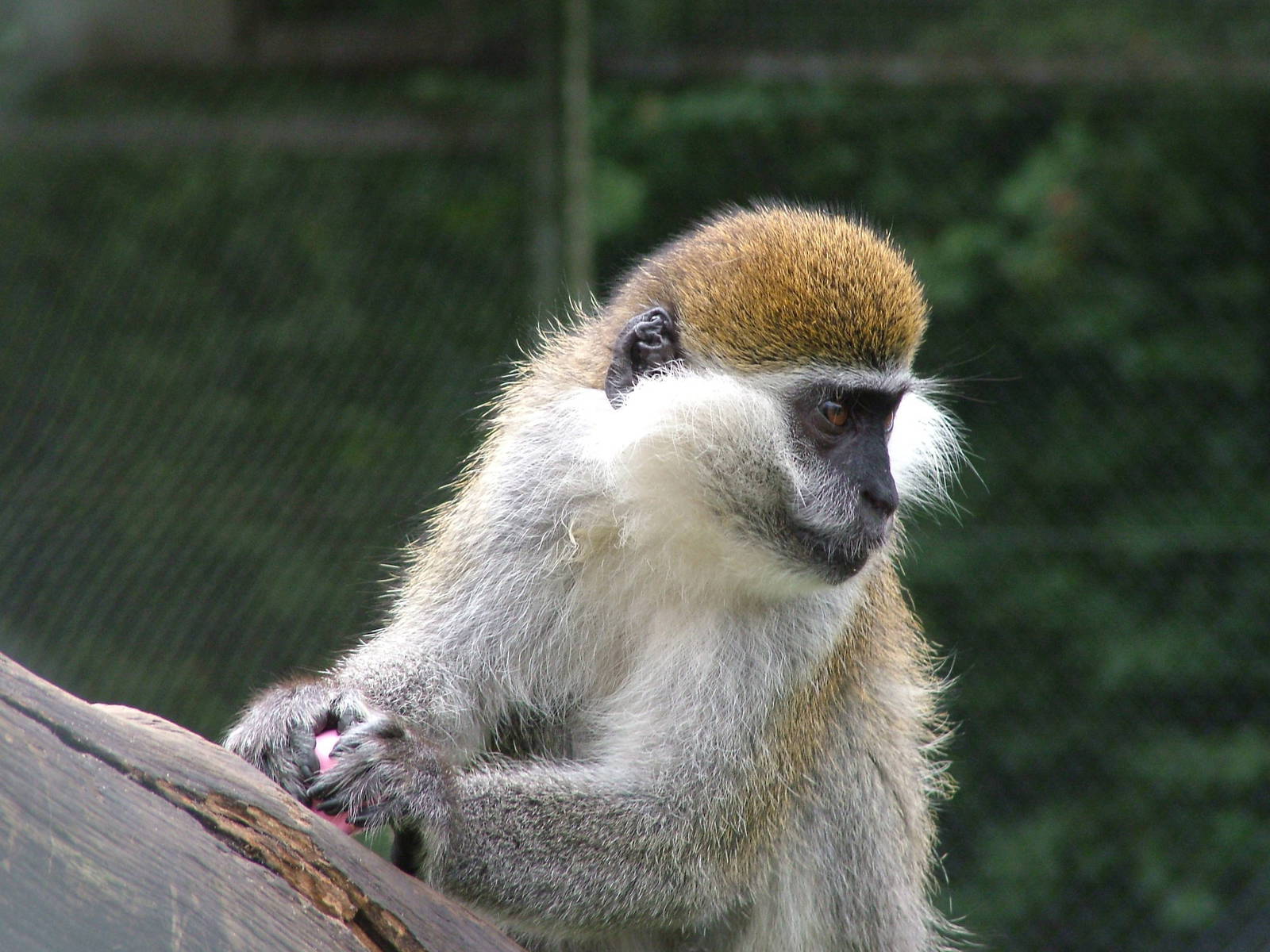 Grivet Monkey The Parody Wiki Fandom