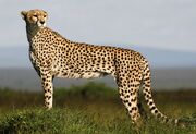 Cheetah-09