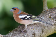 Chaffinch, common