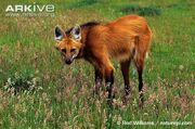 Wolf, Maned