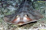 Atlantic guitarfish