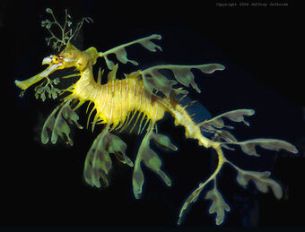 Leafy Sea Dragon The Parody Wiki Fandom