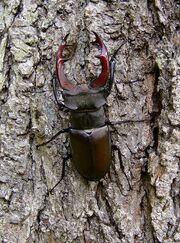 Stag Beetle