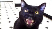 Sylvesterthetalkingcat