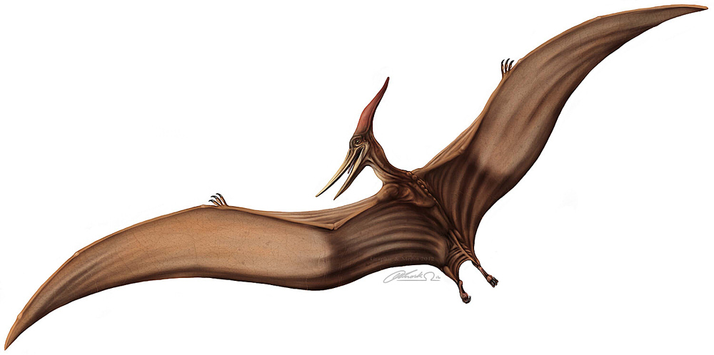 pteranodon 5e