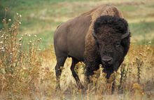 Bison-bison-bison