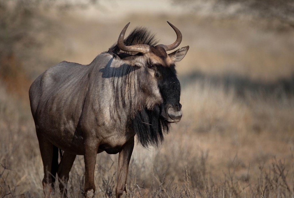 Image - Blue-Wildebeest.jpg | The Parody Wiki | FANDOM powered by Wikia