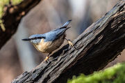 Nuthatch, Eurasian