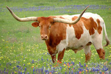 Treats for Texas Longhorns