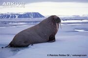 Atlantic-walrus-on-ice-side-view