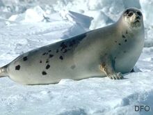 Harp seal (adult)