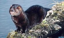 Mink2