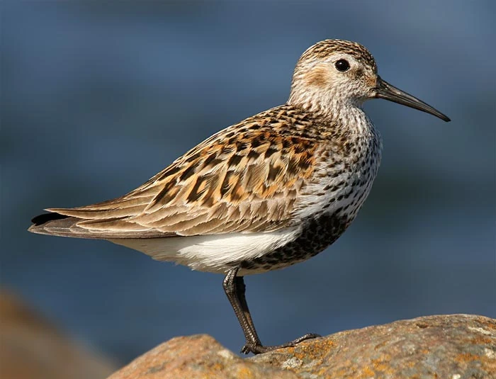 Dunlin The Parody Wiki FANDOM powered by Wikia