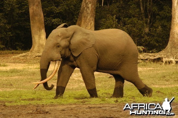 African Forest Elephant | The Parody Wiki | Fandom