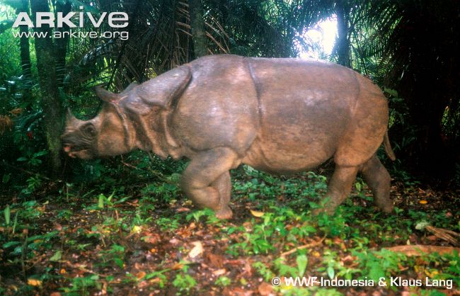 Javan Rhinoceros