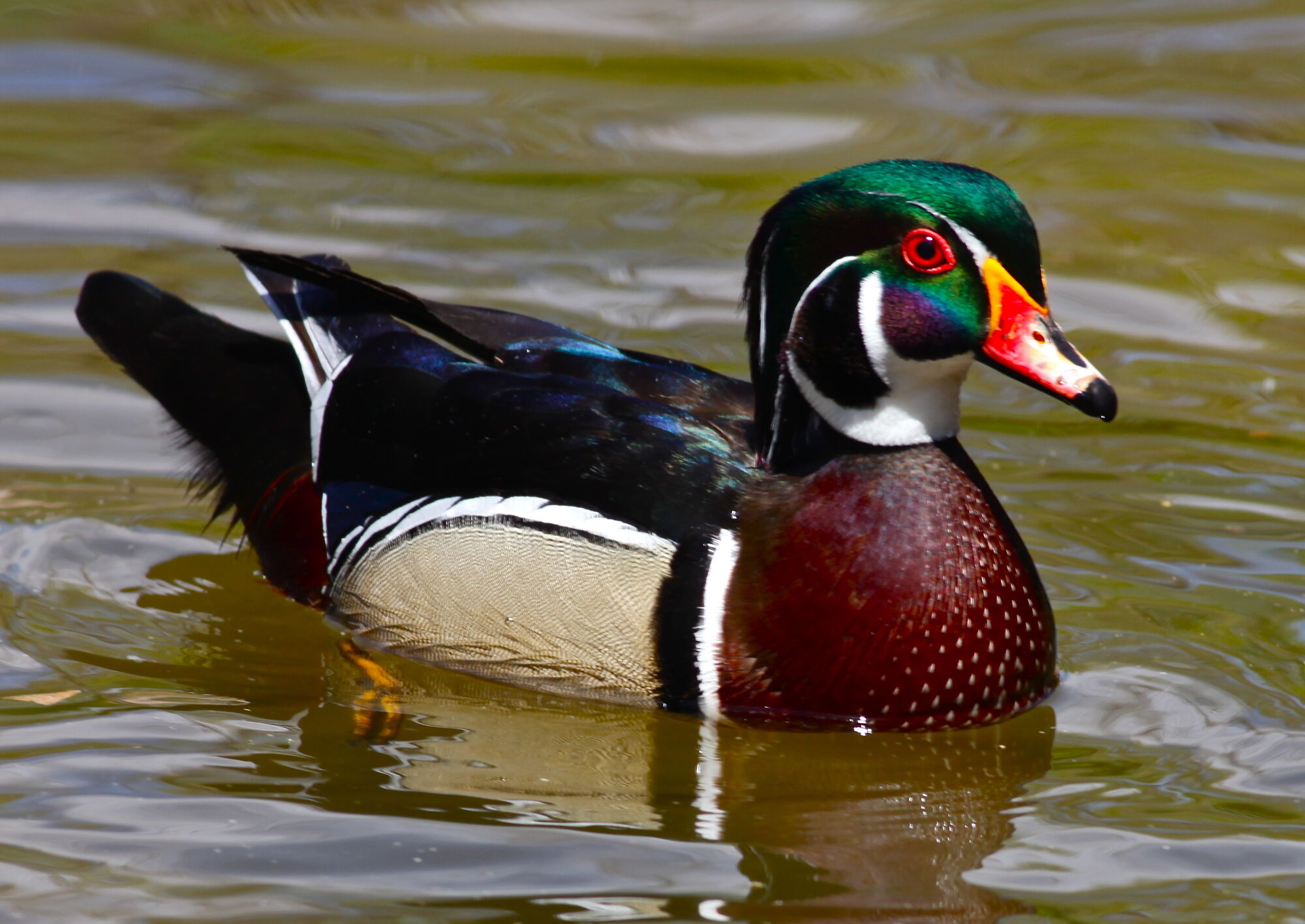 Wood Duck | The Parody Wiki | FANDOM powered by Wikia