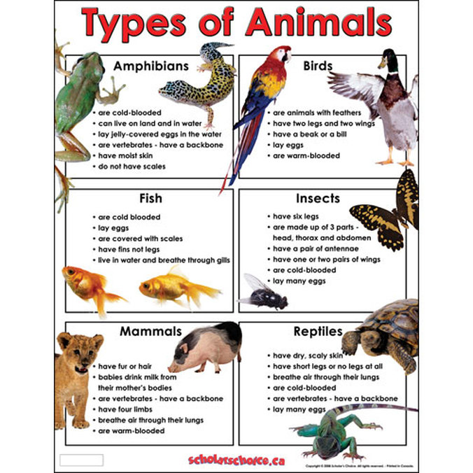 Image - Mammals Birds Reptiles Amphibians Fish Insects.jpg | The Parody