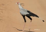 Secretary Bird