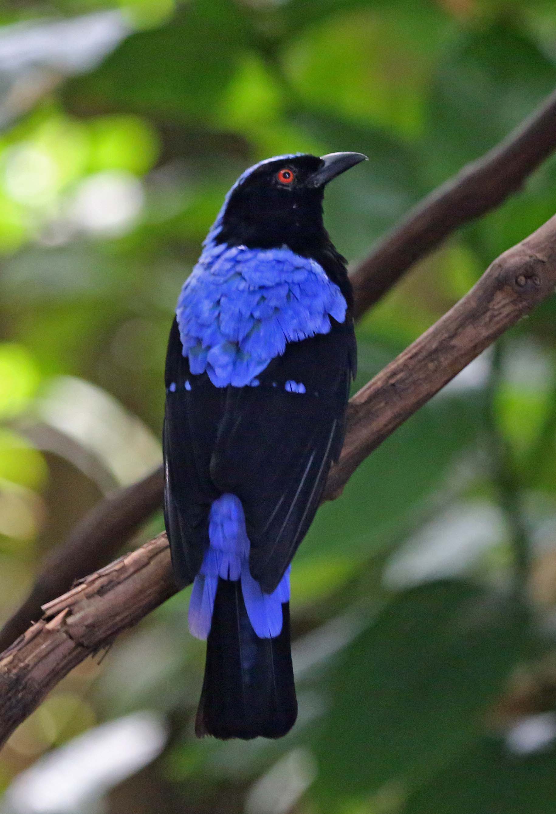 Asian Fairy Bluebird The Parody Wiki FANDOM powered by