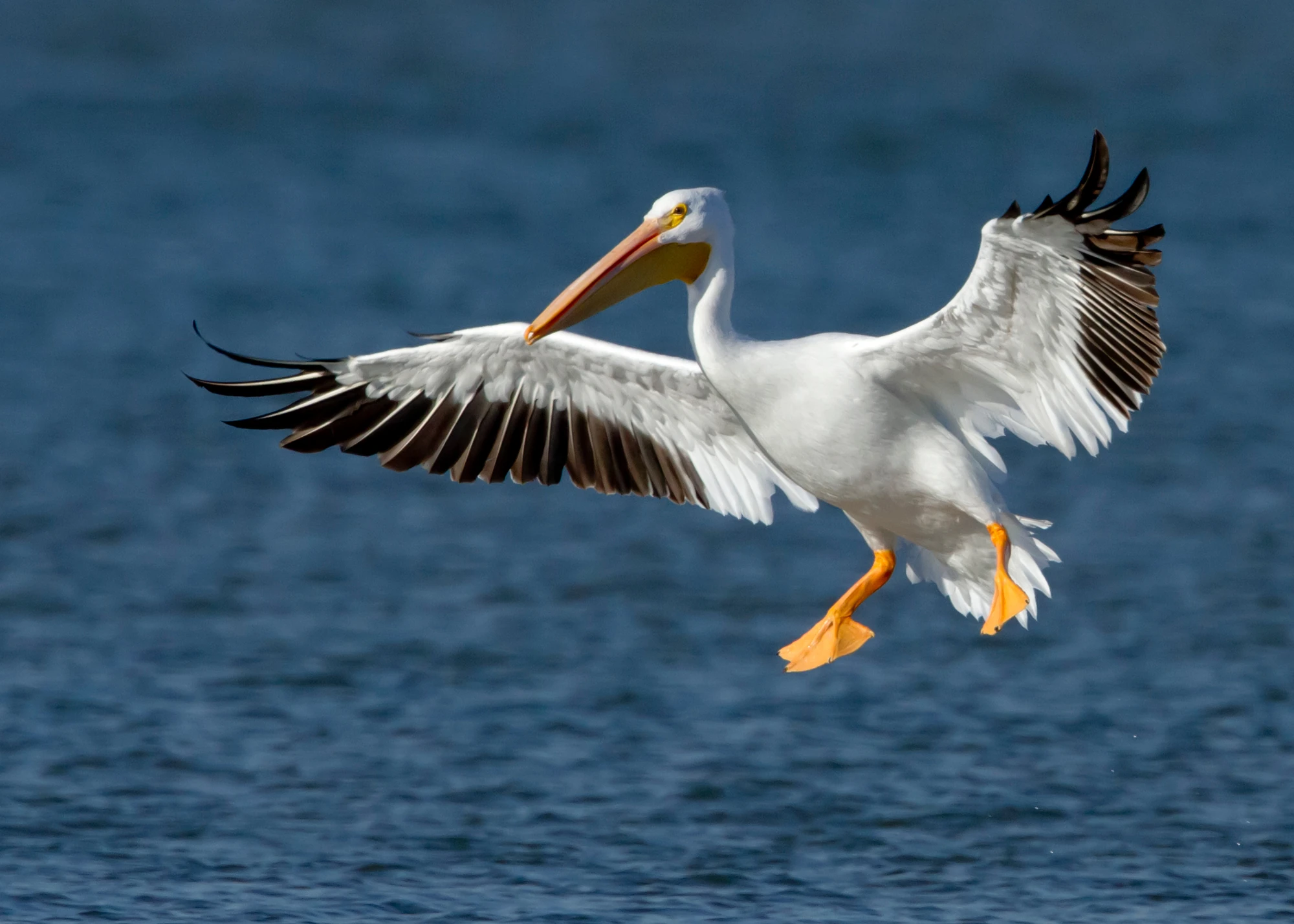 American White Pelican | The Parody Wiki | FANDOM powered by Wikia