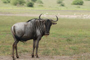 Blue-wildebeest-connochaetes taurinus-1