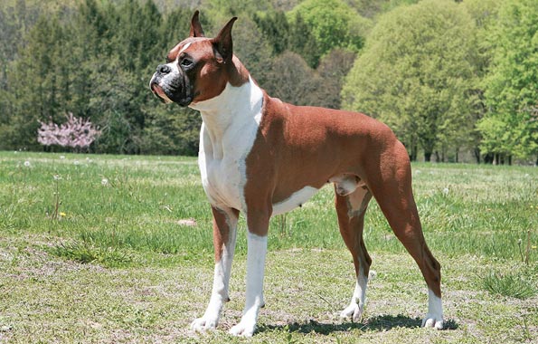 Boxer (dog breed) | The Parody Wiki | FANDOM powered by Wikia