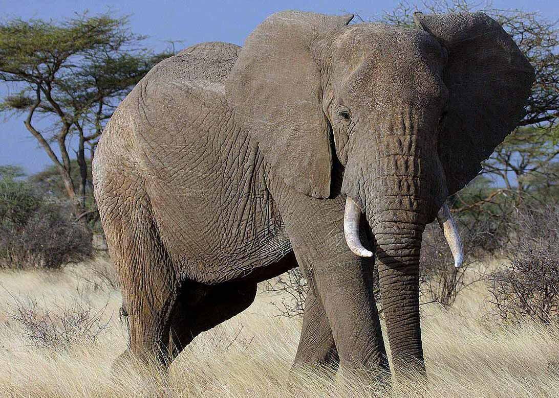 African Bush Elephant Wikipedia