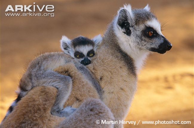 image ring tailed lemur