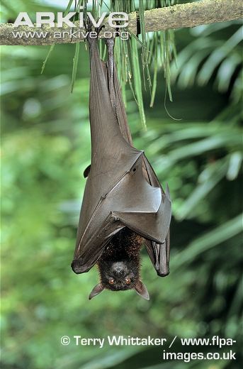 image large flying fox