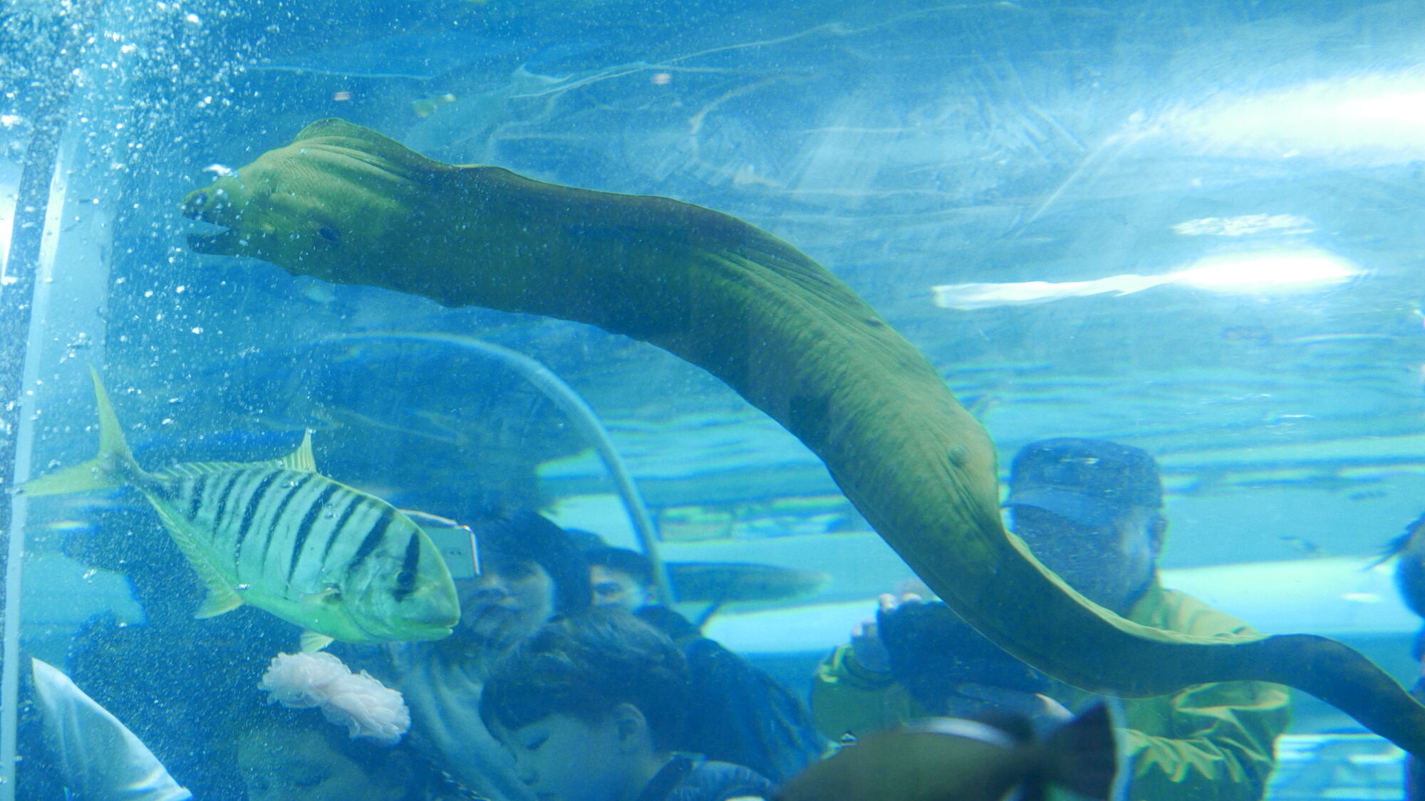 CategoryMoray Eels The Parody Wiki FANDOM powered by