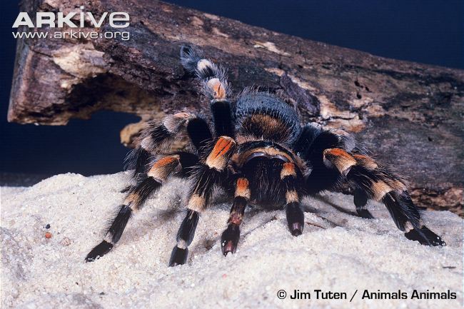 image mexican redknee tarantula
