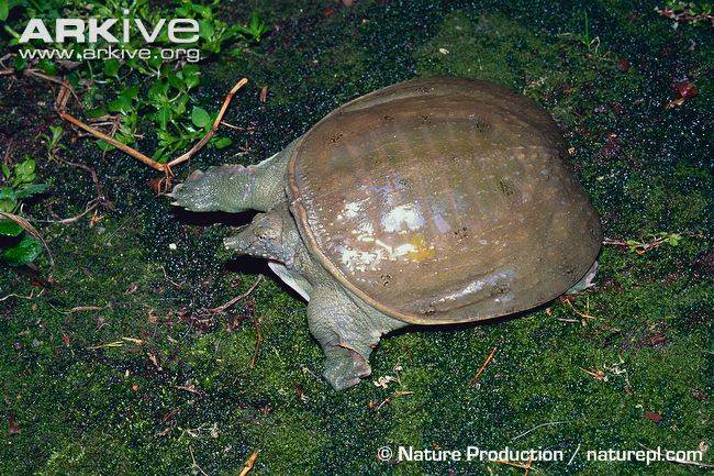 Chinese Softshell Turtle | The Parody Wiki | Fandom