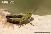 Common-green-grasshopper
