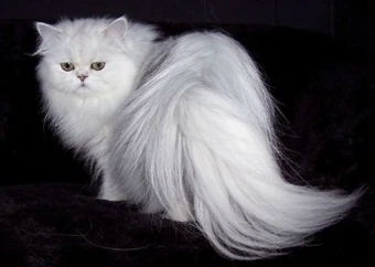 Persian Cat The Parody Wiki Fandom
