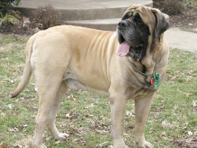 à¸à¸¥à¸à¸²à¸£à¸à¹à¸à¸«à¸²à¸£à¸¹à¸à¸ à¸²à¸à¸ªà¸³à¸«à¸£à¸±à¸ (english mastiff)
