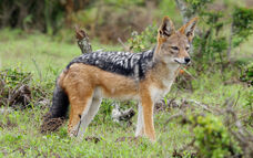 Jackal