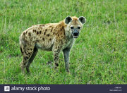 Spotted-hyena-in-savanna-masai-mara-kenya-east-africa-CREYAC