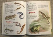 American Bullfrog | The Parody Wiki | FANDOM powered by Wikia