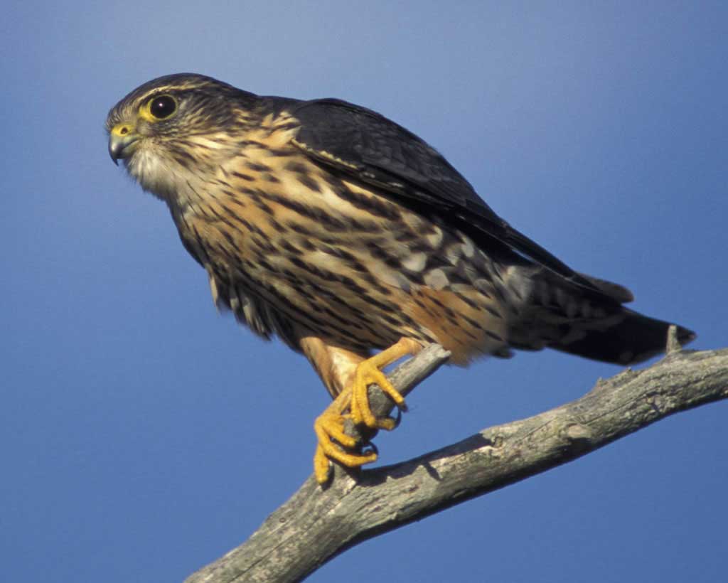 Merlin (bird) | The Parody Wiki | FANDOM powered by Wikia