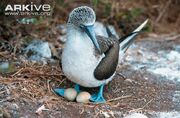 Blue-Footed Booby