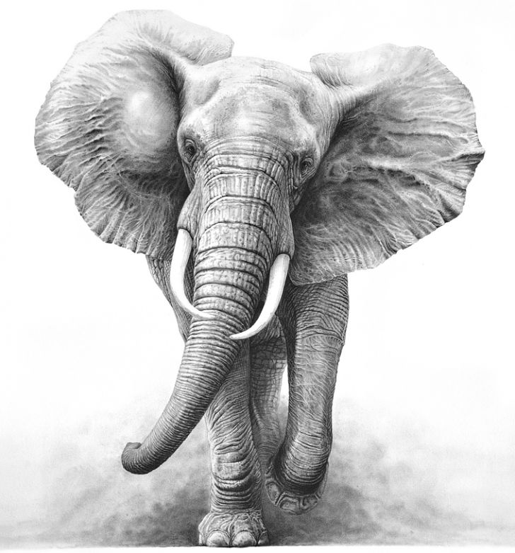 image c2841f41e7c2a6d83b264e761643d803 drawings of elephants elephant drawings