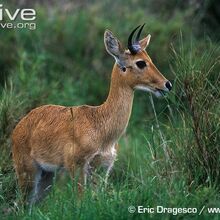 Bohor Reedbuck The Parody Wiki Fandom