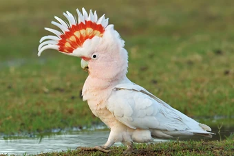 Major Mitchell S Cockatoo The Parody Wiki Fandom