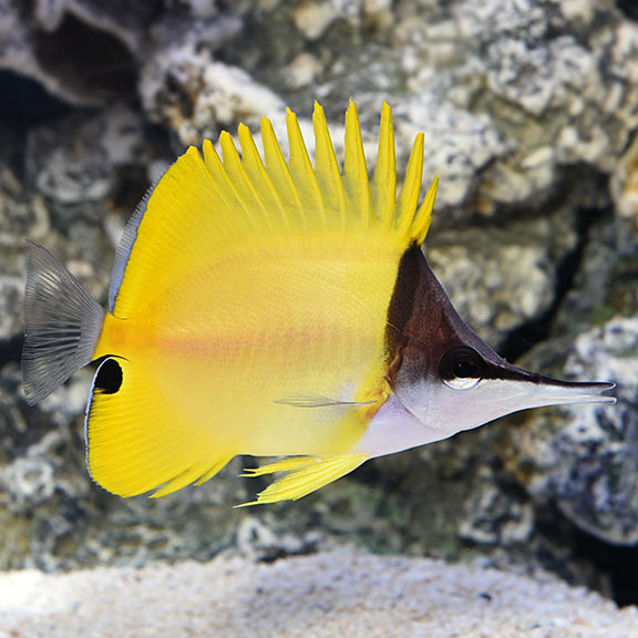 yellow finding nemo fish