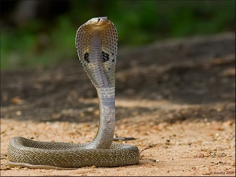 Indian Cobra The Parody Wiki Fandom