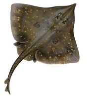 Skate, common