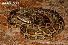 Python, African Rock