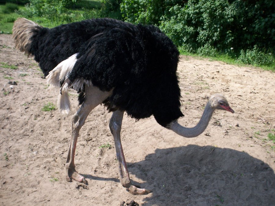 Southern Ostrich | The Parody Wiki | FANDOM powered by Wikia