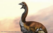 Elephant bird 1